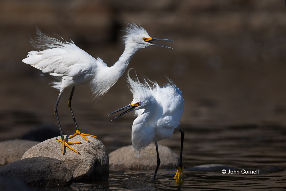 Egret;Egretta thula;Snowy Egret;Two;Two animals;avifauna;bird;birds;color image;color photograph;disagreement;dominance;feather;feathered;feathers;natural;nature;outdoor;outdoors;territoriial battle;wild;wilderness;wildlife